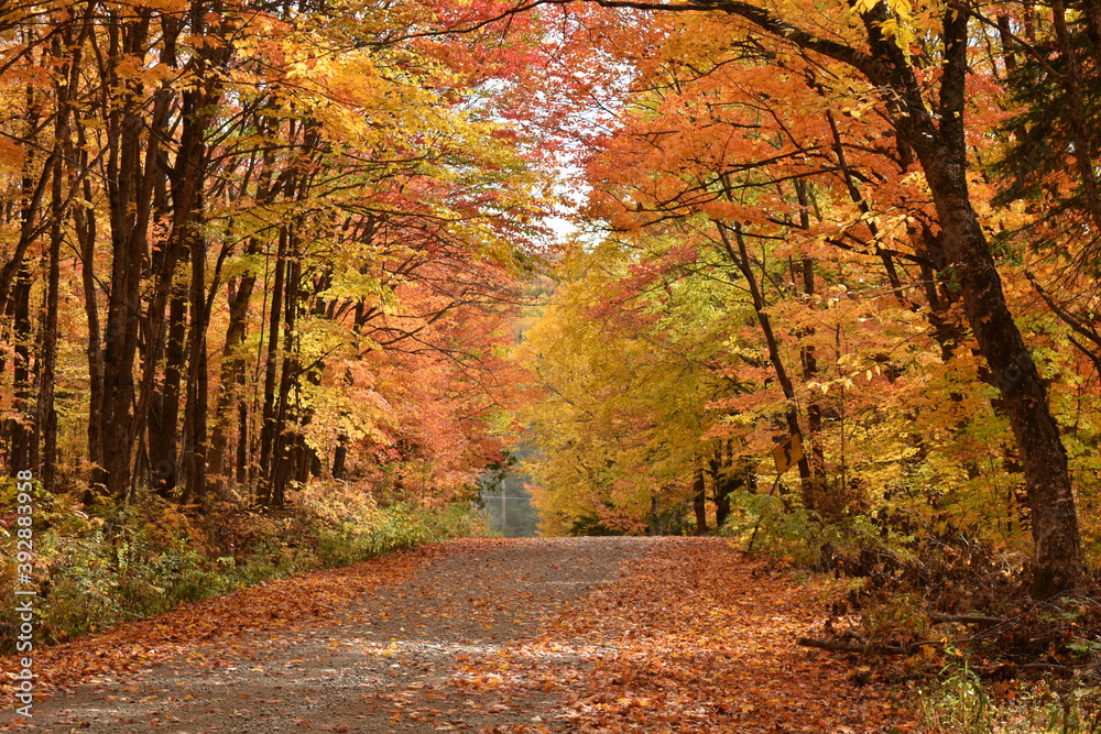 The road to the resort in autumn, Sainte-Apolline