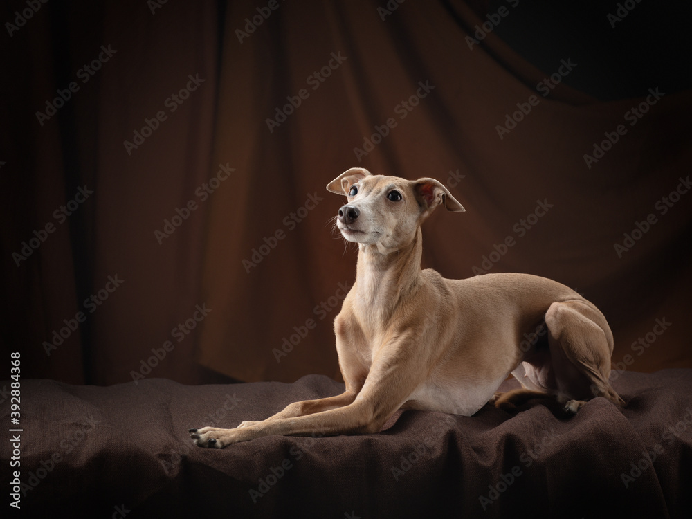 dog on a brown drapery background. graceful Italian greyhound. Studio photos of a pet. dog on a brown drapery background. graceful Italian greyhound. Studio photos of a pet.