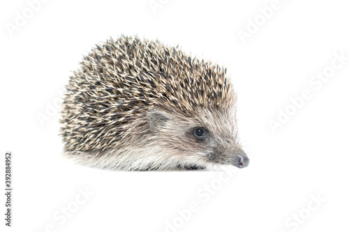 small curious hedgehog