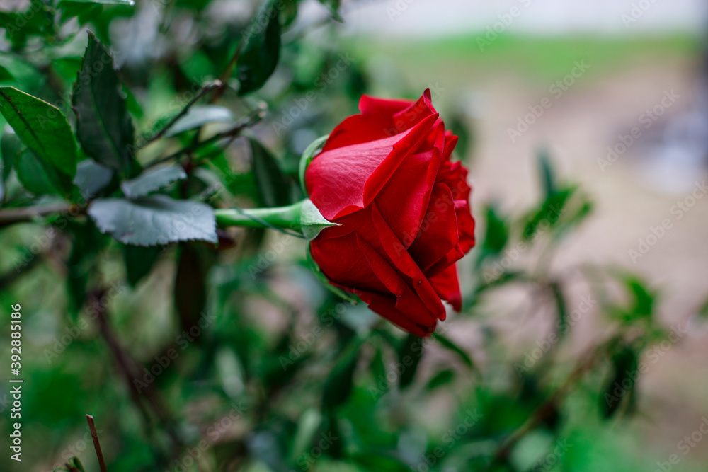 Fototapeta premium Rosa Rossa su sfondo sfocato