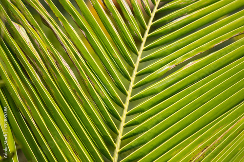  Green leaf of Coconut tree