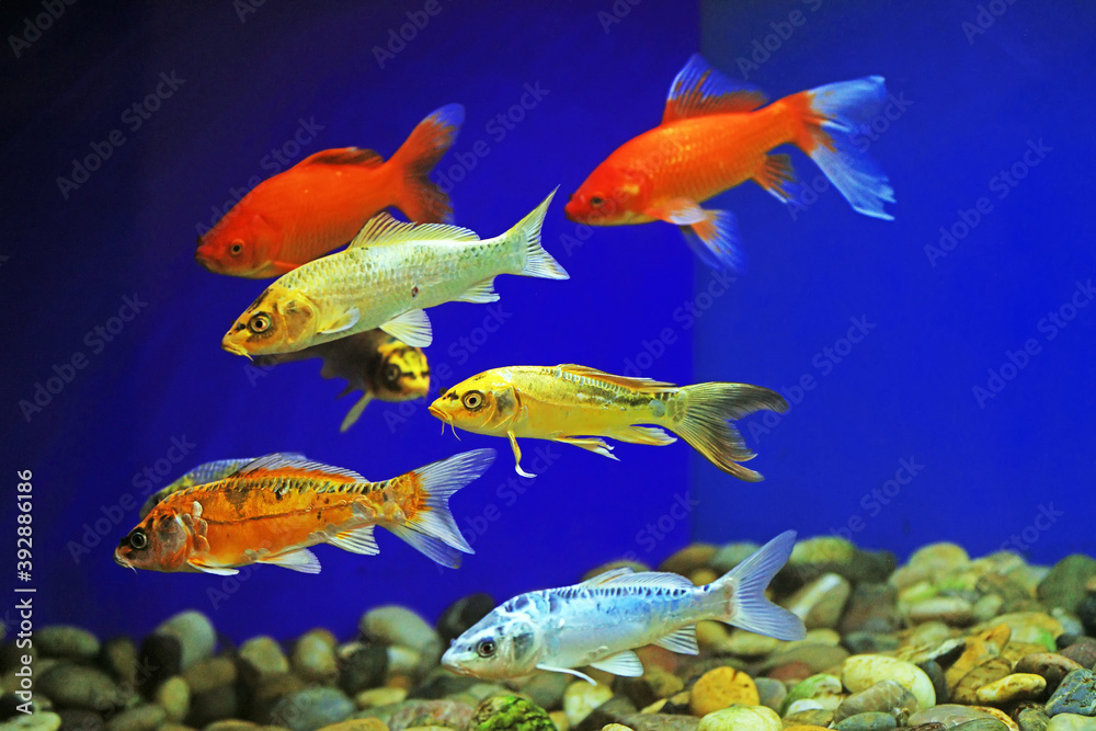 Naklejka premium Koi swimming in aquarium