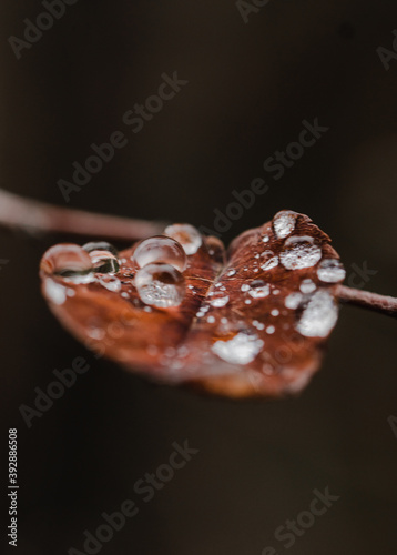 Small water drops in a red leave