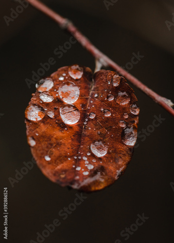 Small water drops in a red leave
