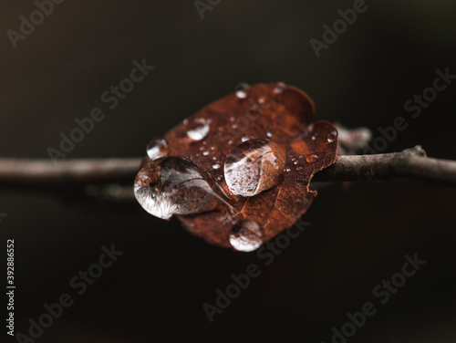 Small water drops in a red leave