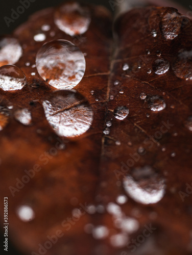 Small water drops in a red leave