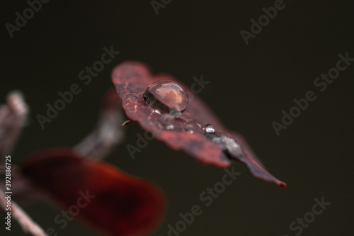 Small water drops in a red leave