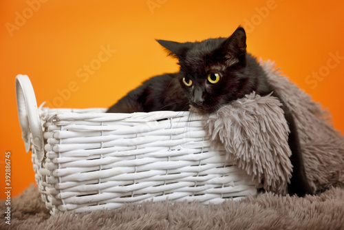 Funny male black cat in basket on orange background