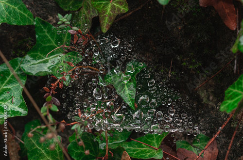 water drops on the spider web