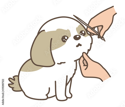 犬のトリミング　フェイスカット　シーズー