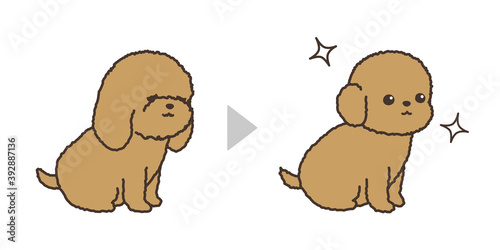 子犬のトリミング　ビフォアアフター　トイプードル
