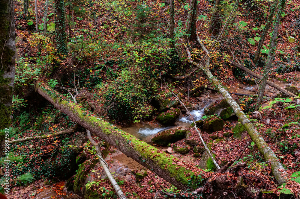 A tree fallen across a mountain stream like a bridge A tree fallen across a mountain stream like a bridge
