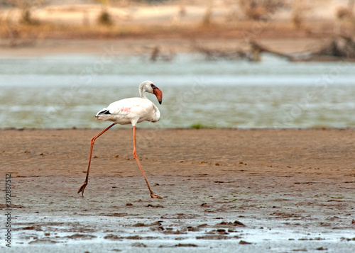 Flamingo, Greater Flamingo, Phoenicopterus roseus