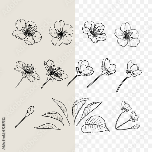 Hand drawn design elements sakura flowers collection.