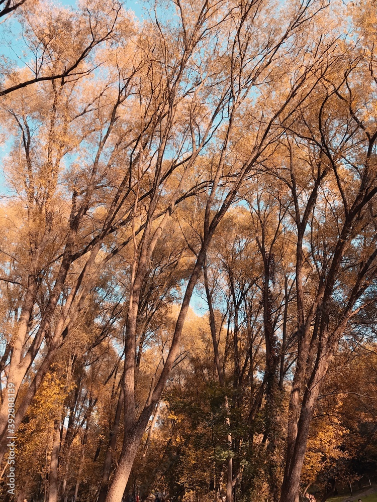 Fototapeta premium trees in autumn