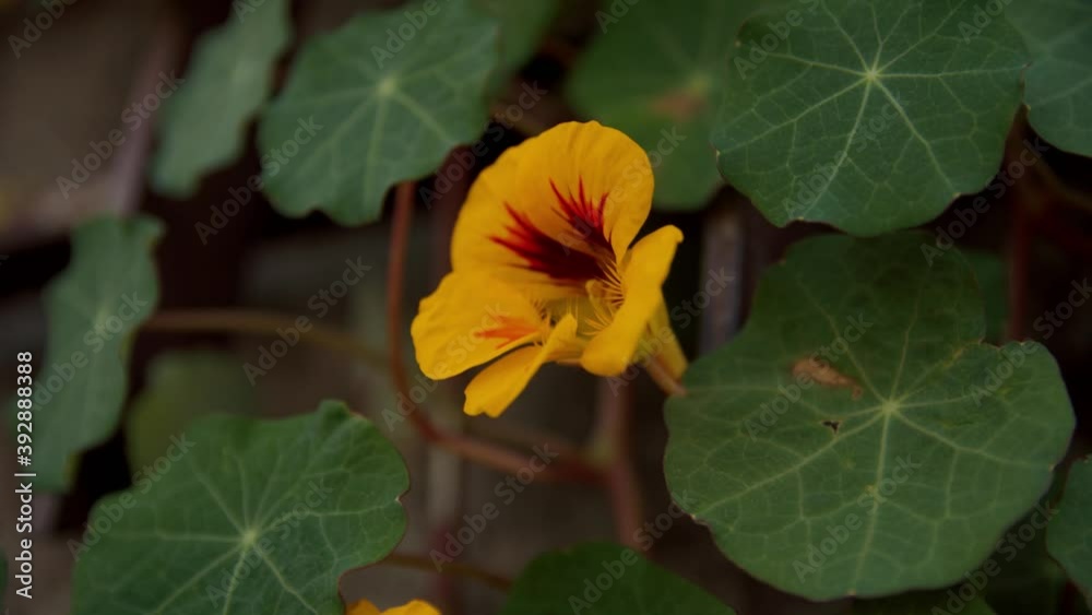Close-up tracking shot of a yellow nastutirum. flower with beautiful green leaves around it on the banks of the river Rhine. Close-up tracking shot of a yellow nastutirum. flower with beautiful green leaves around it on the banks of the river Rhine.