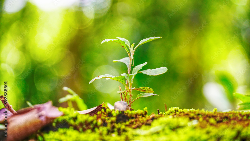 Selective focus on small plant grow up on the ground with green bokeh background. Selective focus on small plant grow up on the ground with green bokeh background.