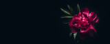 Beautiful magenta peony on black. Minimal moody Floral banner, copy space