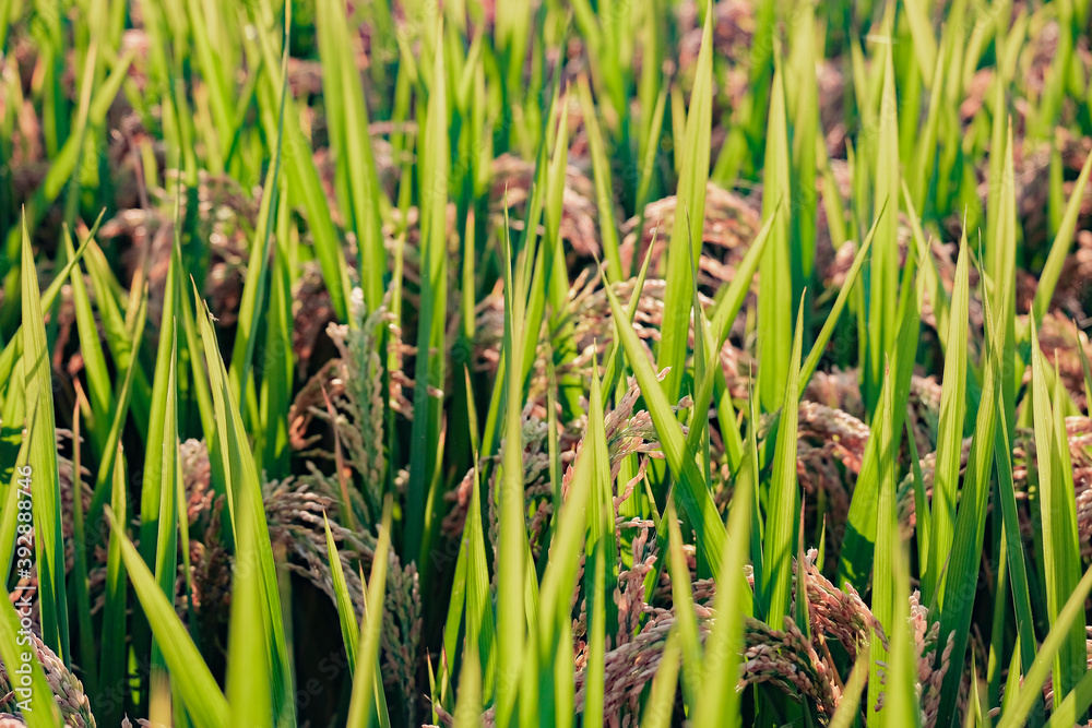 Obraz premium Ripe rice in the rays of sun
