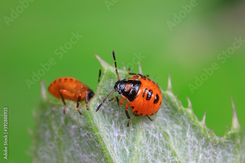 Stink bug on green leaves, North China © YuanGeng