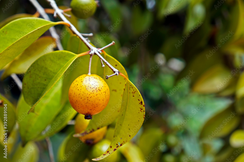 Brazilian exotic fruits, Yellow abiu (Pouteria caimito)