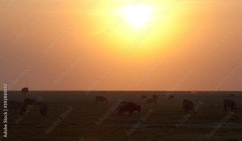 Landschap Amboseli, Landscape Amboseli