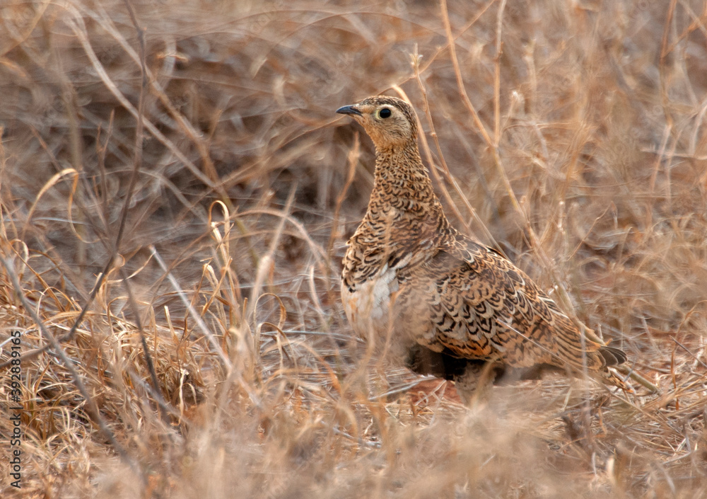 Maskerzandhoen, Black-faced Sandgrouse, Pterocles decoratus Maskerzandhoen, Black-faced Sandgrouse, Pterocles decoratus