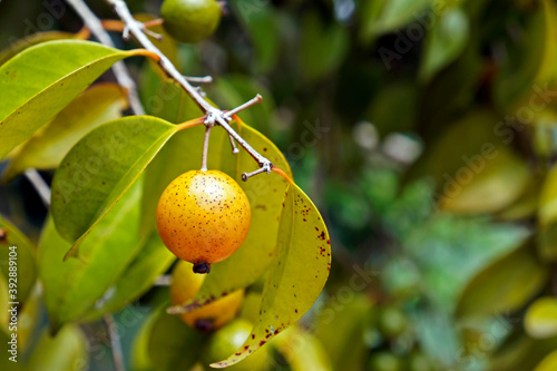 Brazilian exotic fruits, Yellow abiu (Pouteria caimito) photo