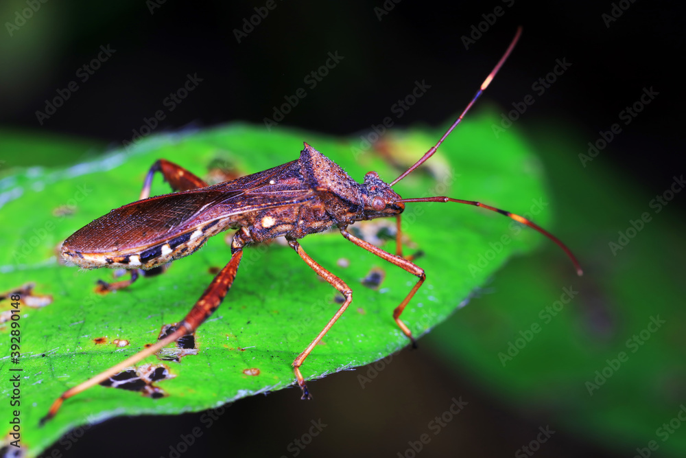 Stink bug on green leaves, North China Stink bug on green leaves, North China
