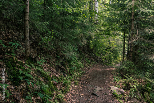 Dark moody forest