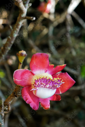 Cannonball tree flower (Couroupita guianensis), Rio, Brazil