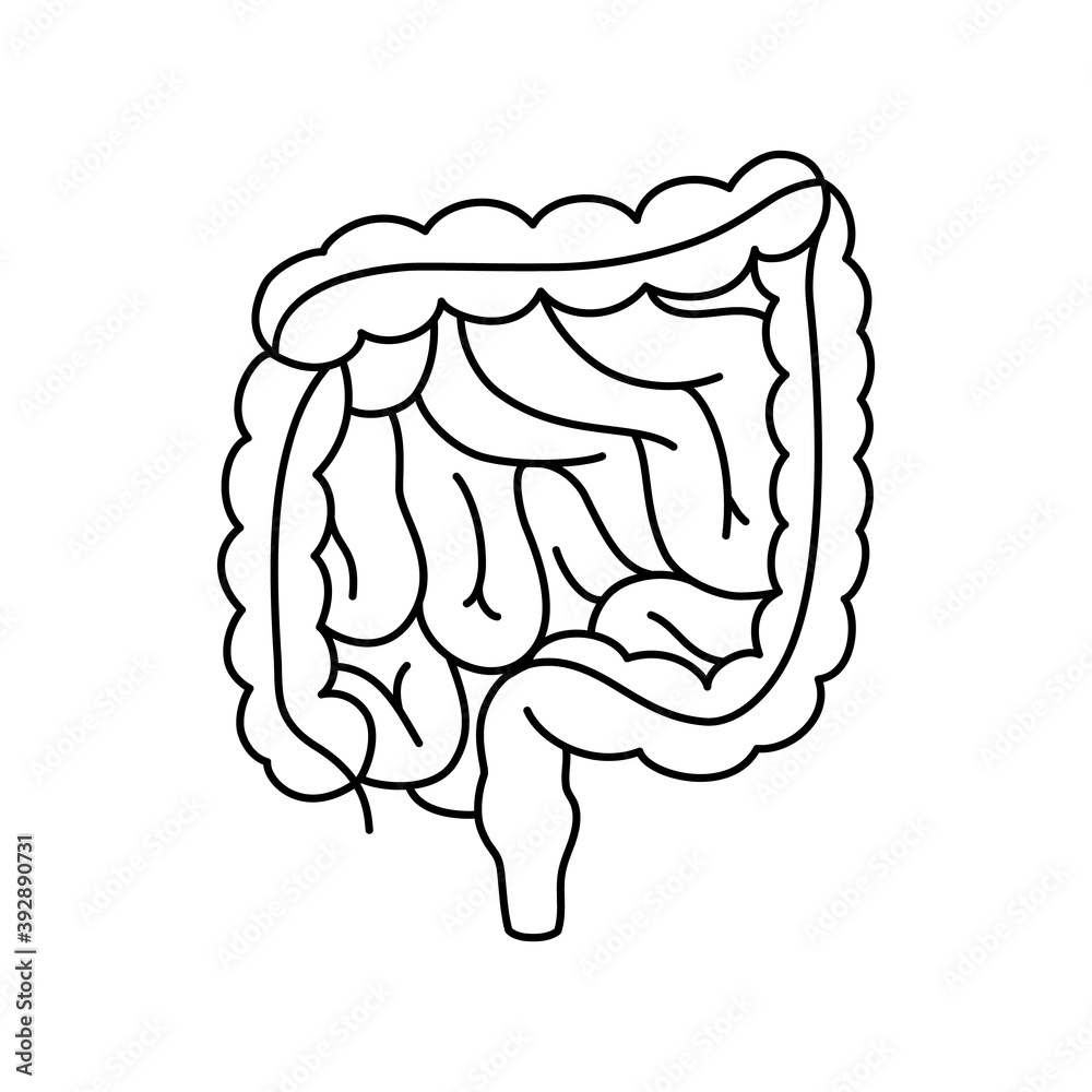 Vector intestines medical contoured illustration, structure of the human colon, internal organ, digestive tract. Vector intestines medical contoured illustration, structure of the human colon, internal organ, digestive tract.