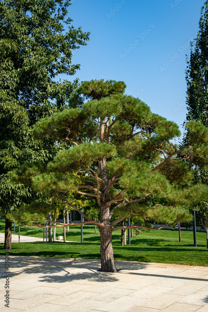 City Park of Krasnodar or Galitsky Park. Close-up of beautiful bonsai pine (Pinus mugo or mountain pine) with lush needles against blue sky. Public landscape park of Galitsky. Sunny autumn day.