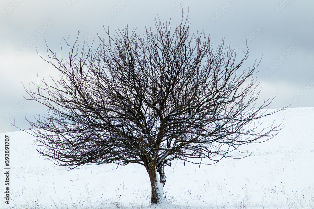 Fototapeta premium tree in winter