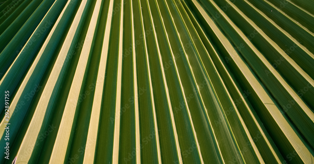 Obraz premium palm green leaf background with shadow from sunlight on surface