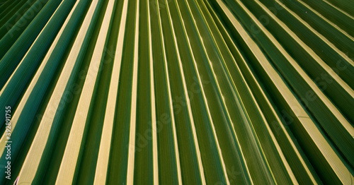 palm green leaf background with shadow from sunlight on surface