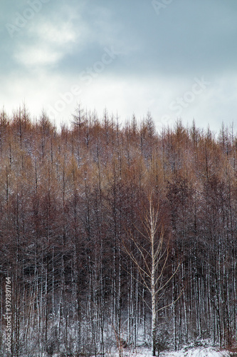 winter forest in the snow