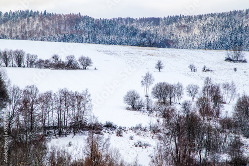 winter forest in the snow