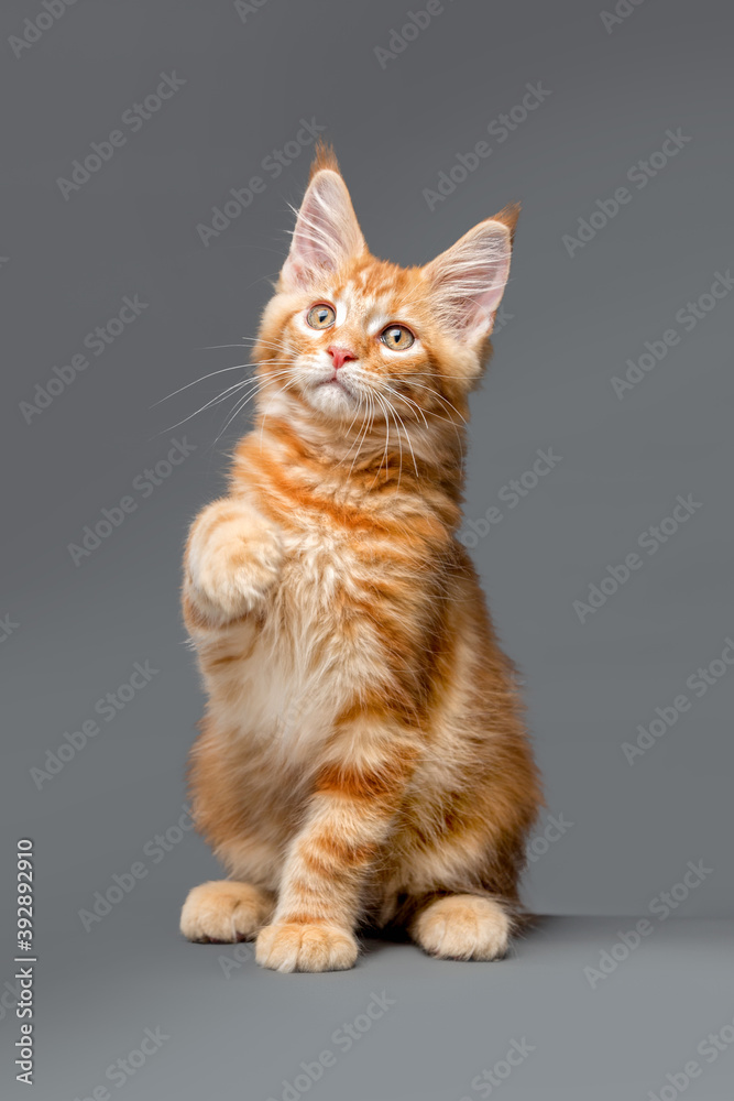 A beautiful ginger little cute kitten sits and waving his paw. Three month old Maine Coon.