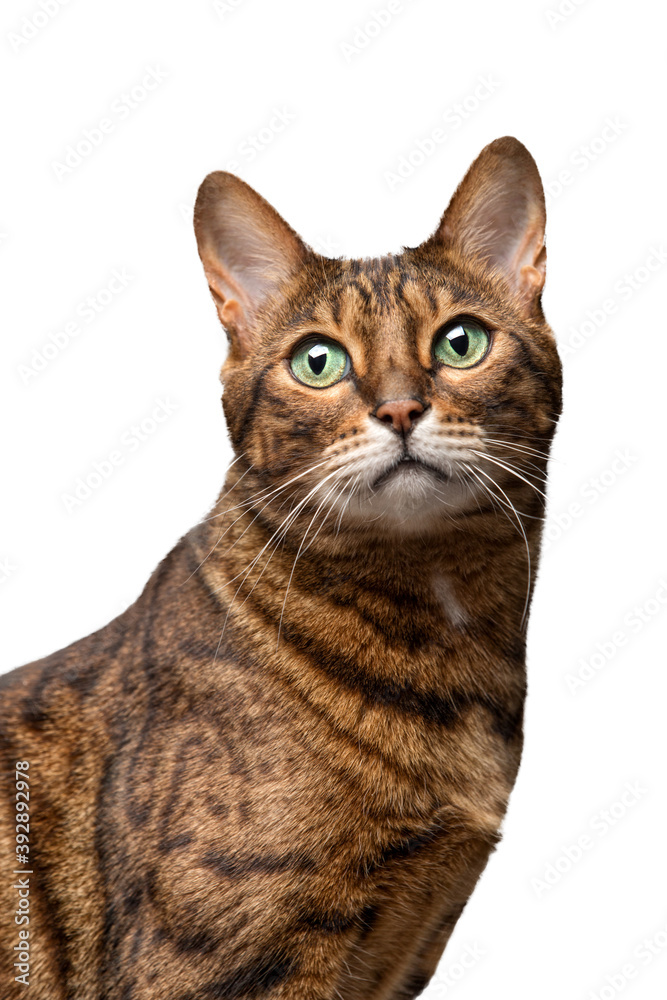 portrait of a beautiful adult purebred cat. Bengal cat breed. The background is isolated.