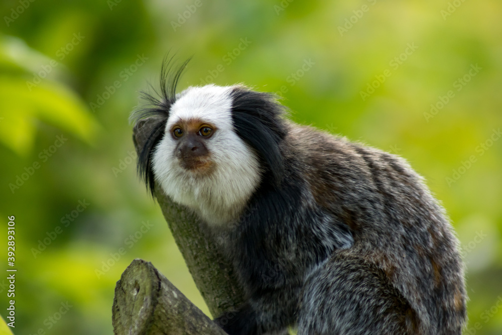 Obraz premium White-faced saki