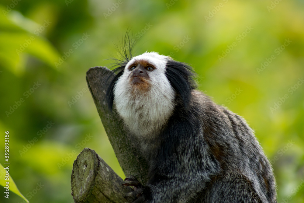 White-faced saki White-faced saki