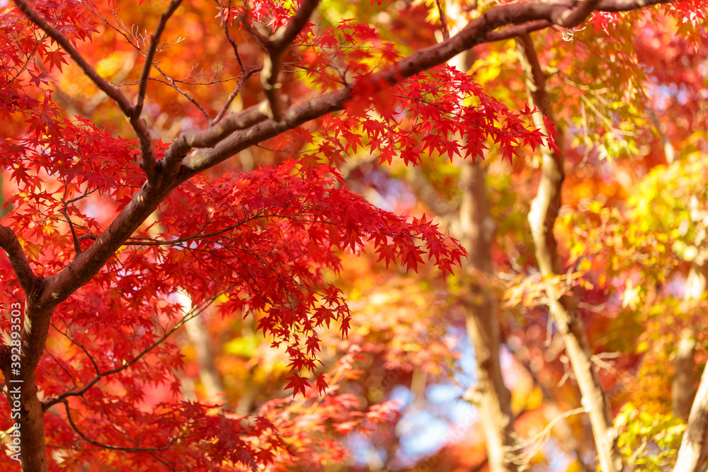 名勝・鬼ヶ嶽の紅葉