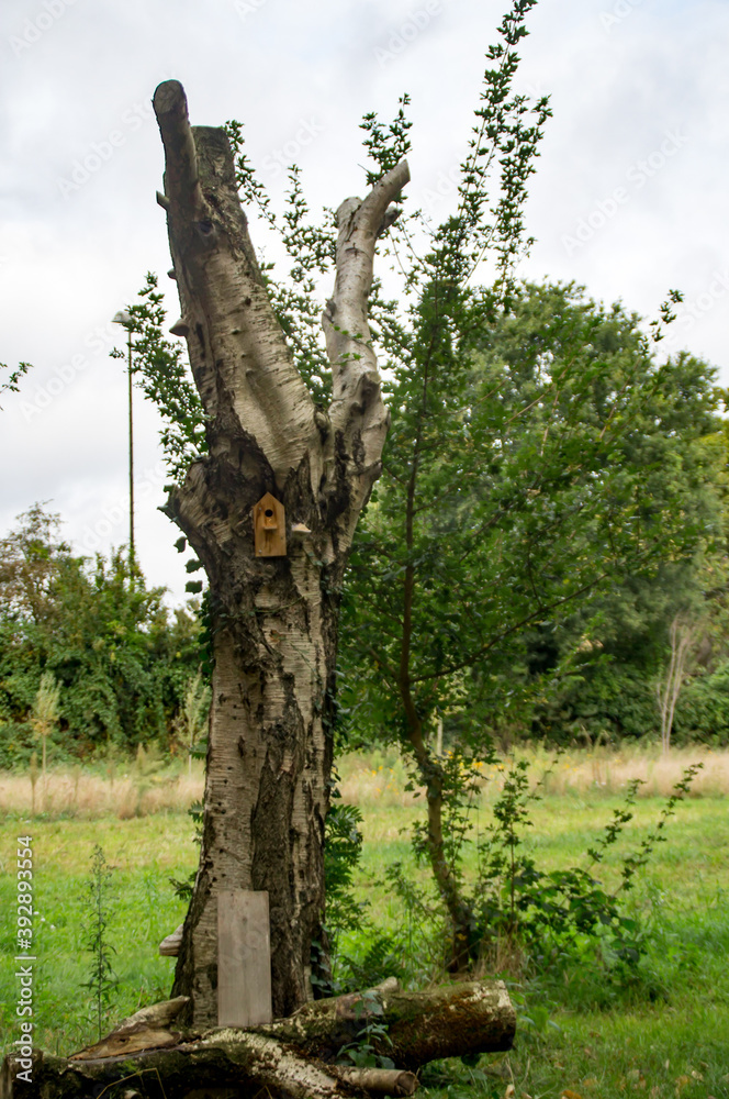 Fototapeta premium bird house in a tree trunk