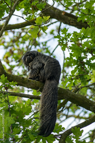 Coppery titi photo