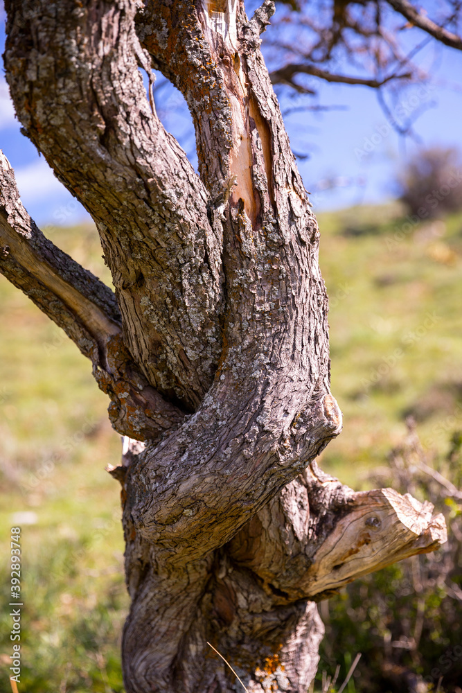 Entangled tree trunk. Natural, organic, background and texture