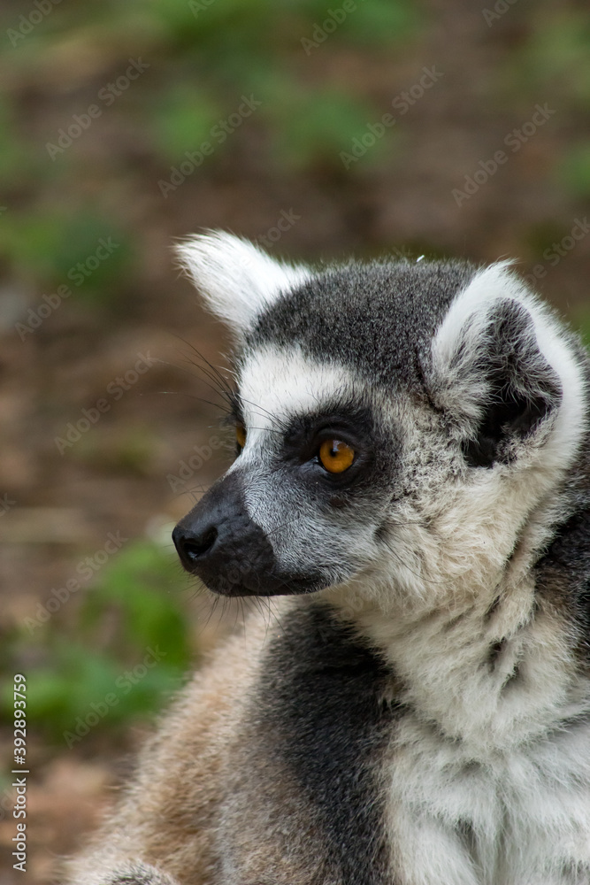 Ring-tailed lemur Ring-tailed lemur