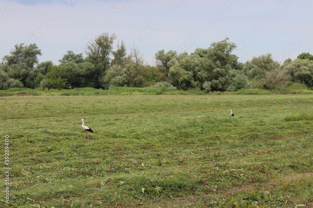 Storks on meadow near Morava river, Slovakia Storks on meadow near Morava river, Slovakia