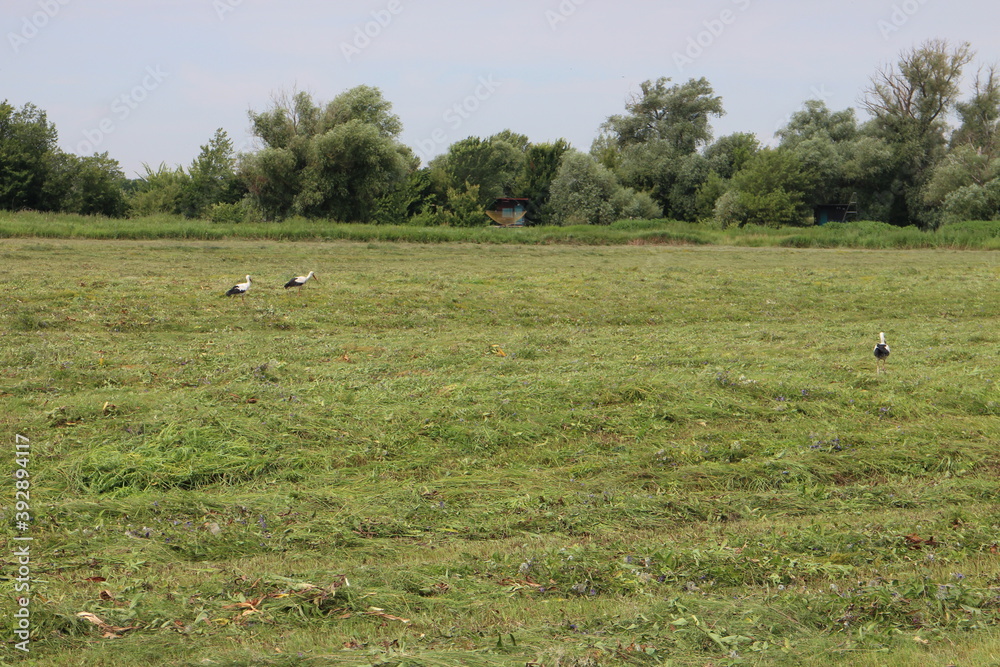 Storks on meadow near Morava river, Slovakia Storks on meadow near Morava river, Slovakia