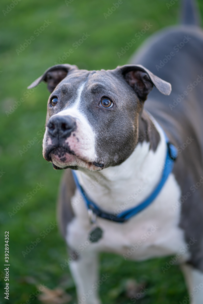 Pitbull is watching you hold a treat in a closeup portrait